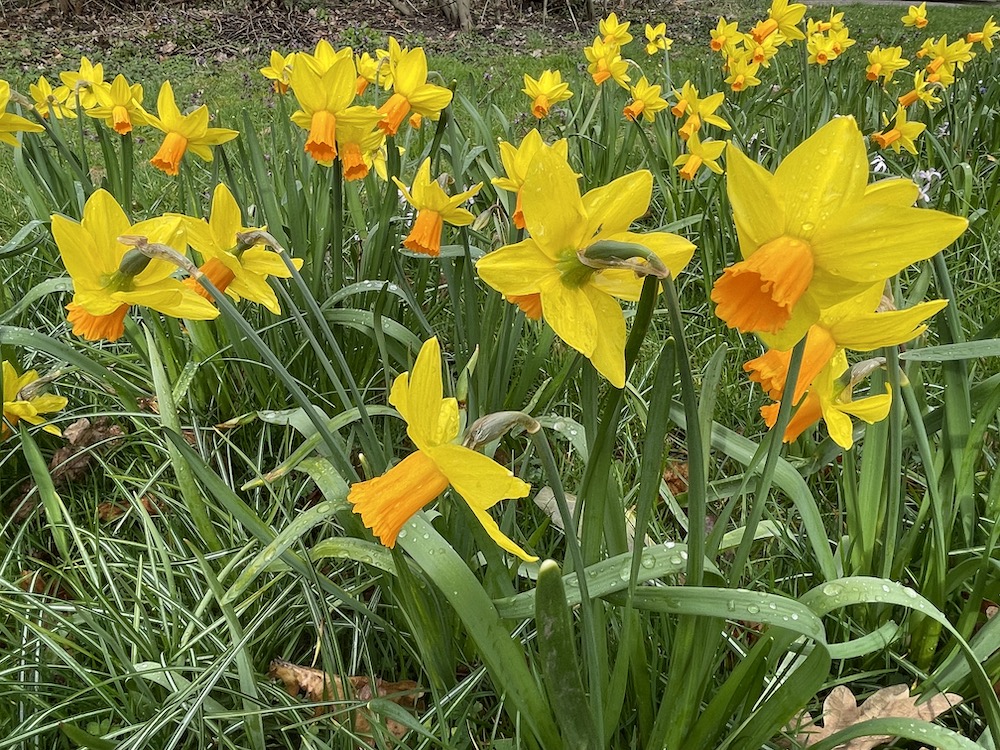 Een heleboel narcissen prachtig in bloei, typisch iets voor de maand maart.